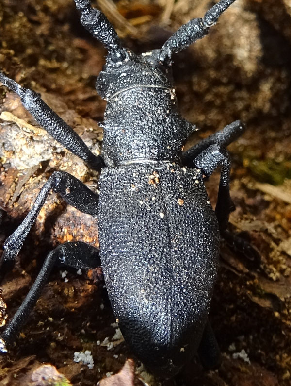 Cerambycidae: Morimus asper, maschio